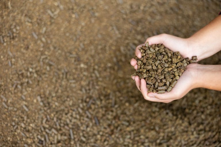 Female farmer hands folded in shape of heart holding handful of calf pellets, high quality organic granulated feed containing cereals, soybean meal and cottonseed meal.